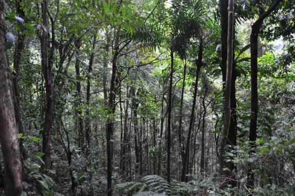 Descendo o El Tucuche, a segunda mais alta montanha da ilha de Trinidad